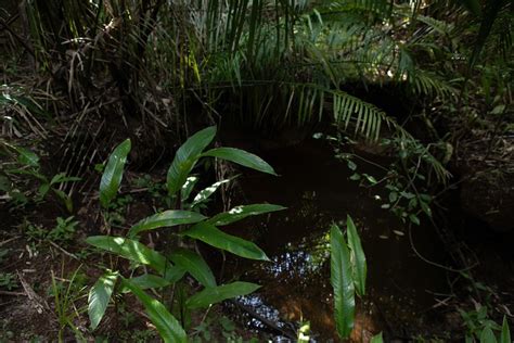 In the Brazilian Amazon, seedlings offer hope for drying rivers.